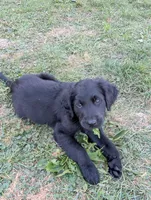 Bear, a male Australian Shepherd and Golden Retriever for sale in Alexandria, MN – 3 of 5
