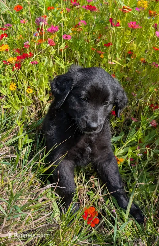Countess  – Australian Shepherd, Golden Retriever puppy on hold in Alexandria, MN