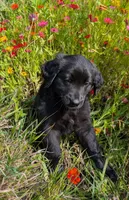 Countess , a female Australian Shepherd and Golden Retriever for sale in Alexandria, MN – 1 of 3