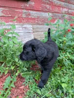Apollo, a male Australian Shepherd and Golden Retriever for sale in Alexandria, MN – 3 of 5