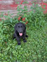 Charlie, a male Australian Shepherd and Golden Retriever for sale in Alexandria, MN – 2 of 3