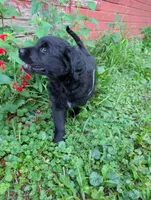 Apollo, a male Australian Shepherd and Golden Retriever for sale in Alexandria, MN – 5 of 5