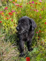 Countess , a female Australian Shepherd and Golden Retriever for sale in Alexandria, MN – 3 of 3