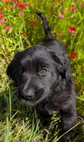 Countess , a female Australian Shepherd and Golden Retriever for sale in Alexandria, MN – 2 of 3