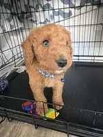 Miles, a male Goldendoodle for sale in Pompano Beach, FL – 6 of 8