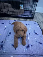 Miles, a male Goldendoodle for sale in Pompano Beach, FL – 5 of 8