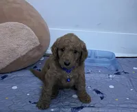 Miles, a male Goldendoodle for sale in Pompano Beach, FL – 2 of 8