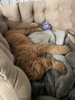 Miles, a male Goldendoodle for sale in Pompano Beach, FL – 4 of 8