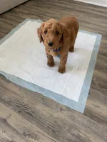 Miles, a male Goldendoodle for sale in Pompano Beach, FL – 7 of 8