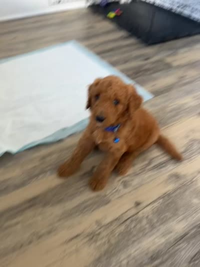 Miles, a male Goldendoodle for sale in Pompano Beach, FL – 8 of 8