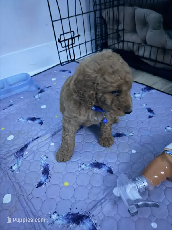 Miles – Goldendoodle puppy for sale in Pompano Beach, FL