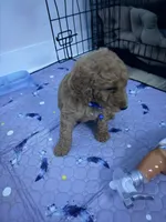Miles, a male Goldendoodle for sale in Pompano Beach, FL – 1 of 8