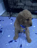Miles, a male Goldendoodle for sale in Pompano Beach, FL – 3 of 8