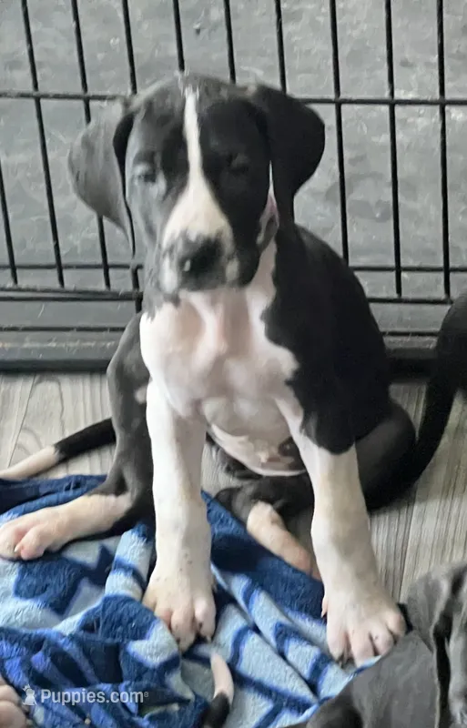 Light Purple – Great Dane puppy for sale in Bull Shoals, AR