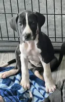 Light Purple, a female Great Dane for sale in Bull Shoals, AR – 1 of 8