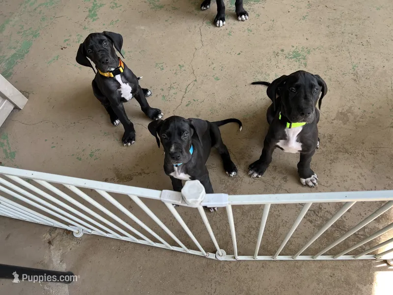 Black male – Great Dane puppy for sale in Bull Shoals, AR