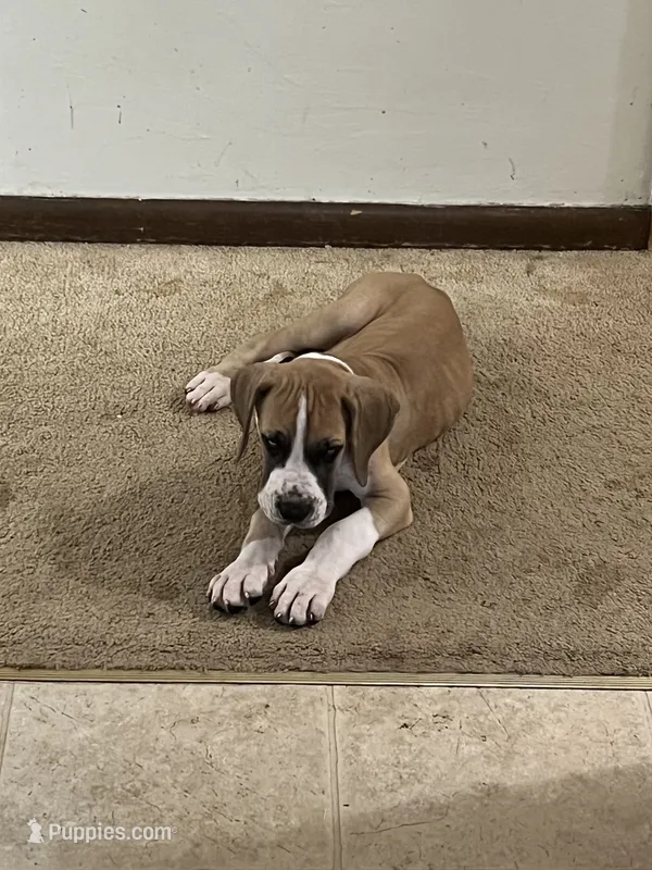 Black Collar – Great Dane puppy for sale in Bull Shoals, AR