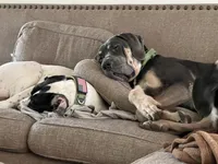 Big Boy, a male Great Dane for sale in Bull Shoals, AR – 9 of 9