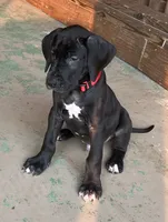 Red Collar, a male Great Dane for sale in Bull Shoals, AR – 2 of 7