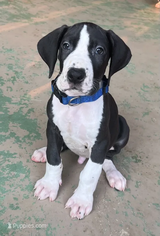 Blue Collar – Great Dane puppy for sale in Bull Shoals, AR