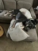 Big Boy, a male Great Dane for sale in Bull Shoals, AR – 8 of 9