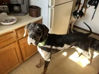 Big Boy, a male Great Dane for sale in Bull Shoals, AR – 7 of 9
