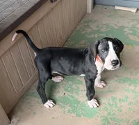 Light pink collar , a female Great Dane for sale in Bull Shoals, AR – 5 of 10