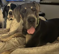 Gold, a male Great Dane for sale in Bull Shoals, AR – 4 of 4