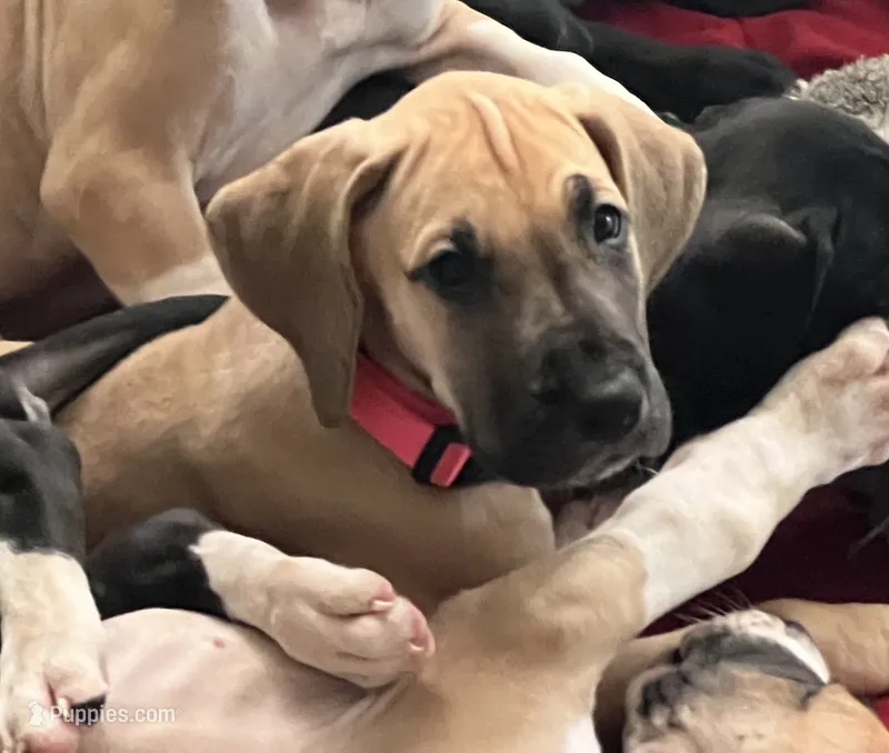 Dark Pink Collar – Great Dane puppy for sale in Bull Shoals, AR
