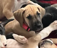 Dark Pink Collar, a female Great Dane for sale in Bull Shoals, AR – 1 of 4