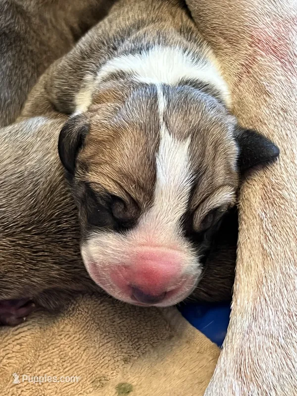 Big Boy – Great Dane puppy for sale in Bull Shoals, AR