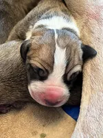 Big Boy, a male Great Dane for sale in Bull Shoals, AR – 1 of 9