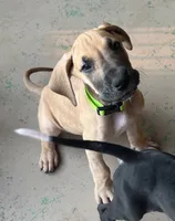 Lime Green Collar, a male Great Dane for sale in Bull Shoals, AR – 6 of 8