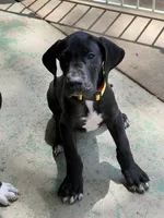 Gold, a male Great Dane for sale in Bull Shoals, AR – 1 of 4