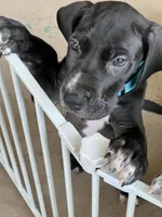 Blue, a male Great Dane for sale in Bull Shoals, AR – 5 of 7