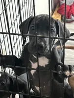 Green Collar, a male Great Dane for sale in Bull Shoals, AR – 2 of 8