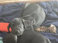 Green Collar, a male Great Dane for sale in Bull Shoals, AR – 5 of 8