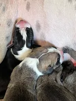Big Boy, a male Great Dane for sale in Bull Shoals, AR – 5 of 9