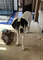 Red, a female Great Dane for sale in Bull Shoals, AR – 5 of 5