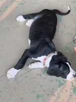 Light pink collar , a female Great Dane for sale in Bull Shoals, AR – 8 of 10