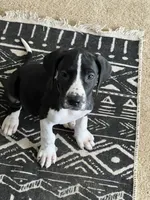 Light Purple, a female Great Dane for sale in Bull Shoals, AR – 4 of 8