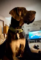 Red, a female Great Dane for sale in Bull Shoals, AR – 4 of 5