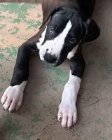 Blue Collar, a male Great Dane for sale in Bull Shoals, AR – 2 of 8