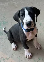 Blue Collar, a male Great Dane for sale in Bull Shoals, AR – 3 of 8
