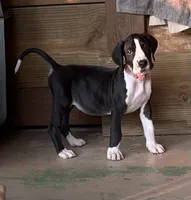 Light pink collar , a female Great Dane for sale in Bull Shoals, AR – 7 of 10