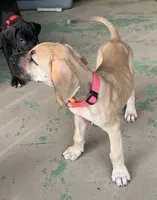 Dark Pink Collar, a female Great Dane for sale in Bull Shoals, AR – 2 of 4