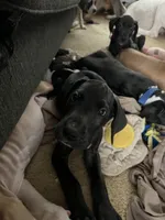 Green Collar, a male Great Dane for sale in Bull Shoals, AR – 6 of 8