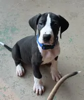 Blue Collar, a male Great Dane for sale in Bull Shoals, AR – 6 of 8