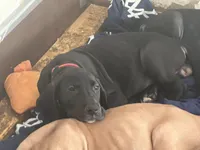 Red Collar, a male Great Dane for sale in Bull Shoals, AR – 4 of 7