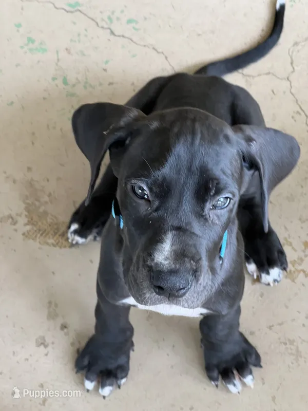 Blue, a male Great Dane for sale in Bull Shoals, AR – 1 of 7